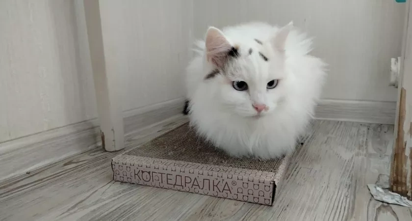 Сколько раз в день кошка должна ходить в туалет - об этом должен знать каждый владелец