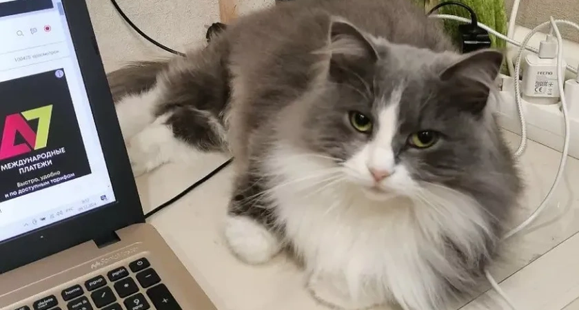 Почему кошка гадит на постель и как понять, что она пытается вам сказать: причины, о которых многие не догадываются