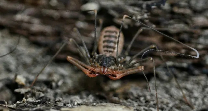 Доисторического «монстра» с размахом лап 60 см вырастили в Костромском экзотариуме