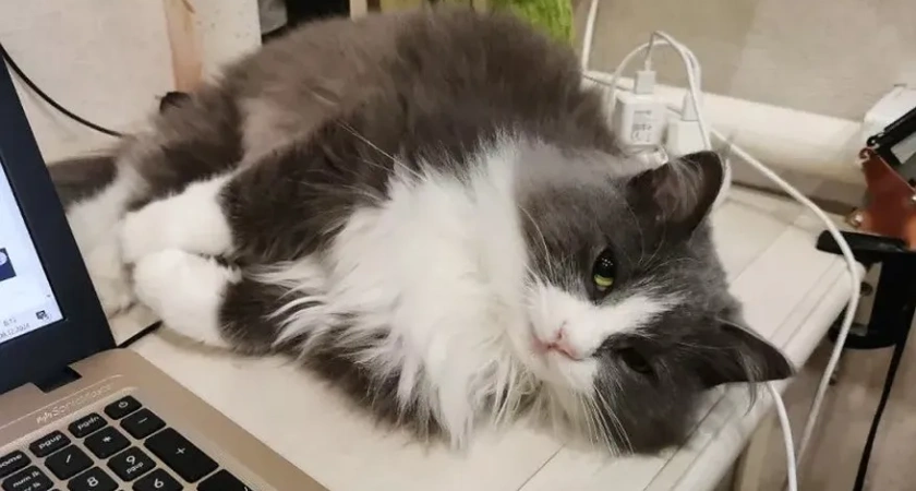 Благодарны ли уличные коты за то, что их забрали домой. Запомните эту истину раз и на всю жизнь