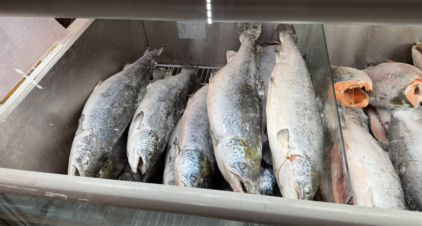В Роскачестве назвали самую полезную рыбу - не лосось, не треска: полезнее в 3 раза, а стоит копейки