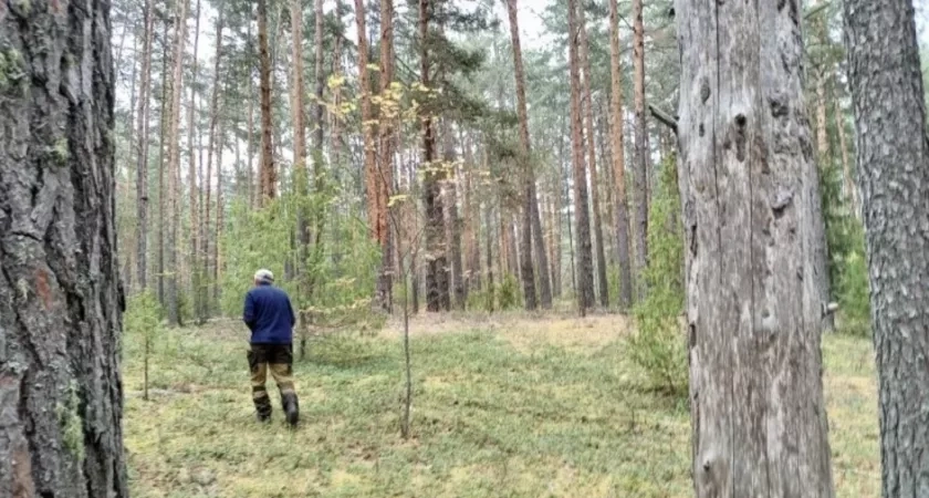 В Костромской области лесозаготовителя оштрафовали за скопление отходов