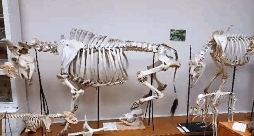 В костромском музее сельхозакадемии ожившие экспонаты пытались совершить побег