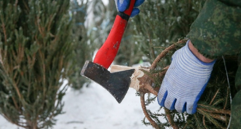 Костромичей предупреждают о штрафах за самовольную вырубку елок