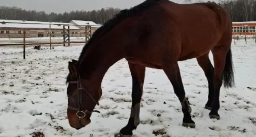 Костромской ипподром обзавелся перспективным конем Грандвилем