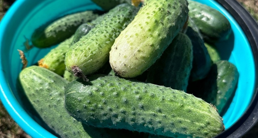 Ведро с куста каждую неделю - 2 "безбашенных" сорта огурчиков. Точно посажу в следующем сезоне - и вам советую