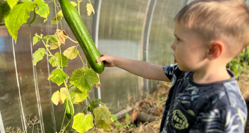 4 гибрида огурчиков, которые никогда не подведут: не болеют и плодоносят до первого снега. Дачники, берите на заметку