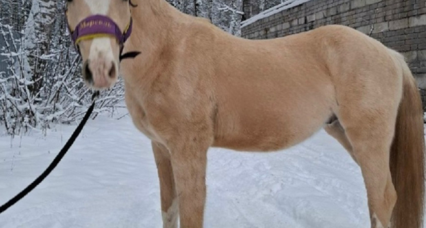 Уэльский пони Марсель пополнил конюшню костромской спортшколы