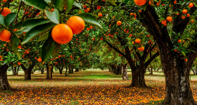 Скатался в Абхазию за мандаринами и продал их тут: рассказываю - сколько заработал