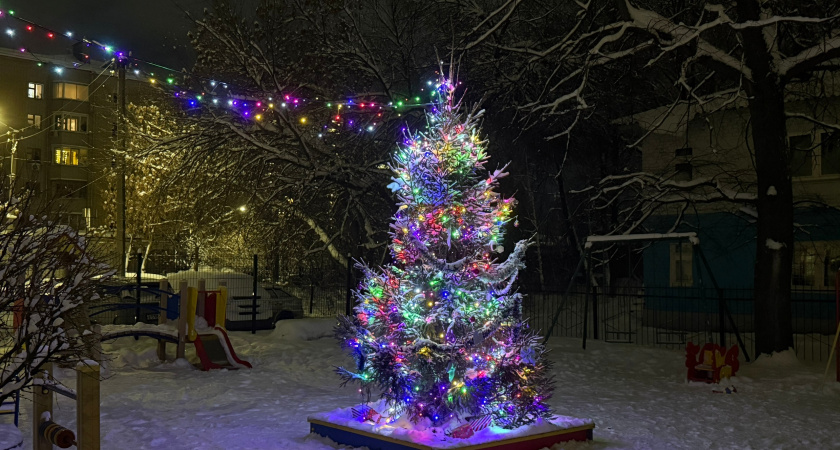 Костромичи могут выбрать лучшую ёлку страны в онлайн-голосовании