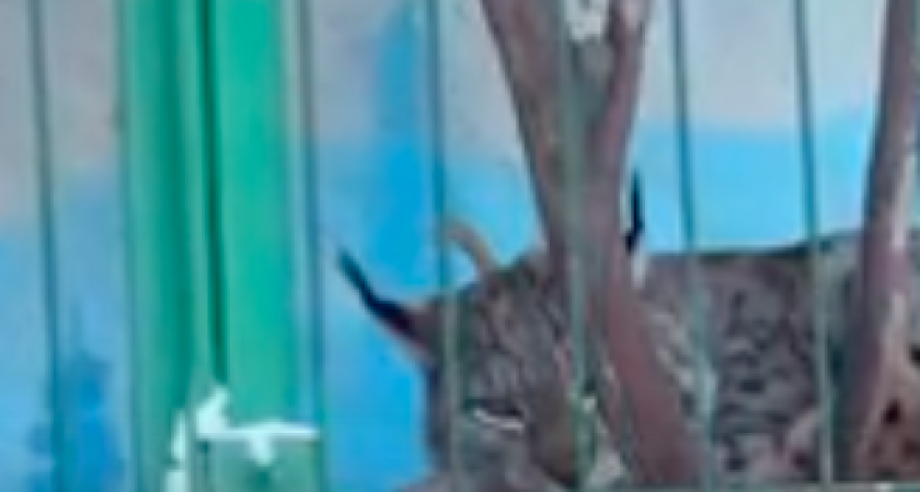 Футболисты костромского «Спартака» стали опекунами рыси Красавчика