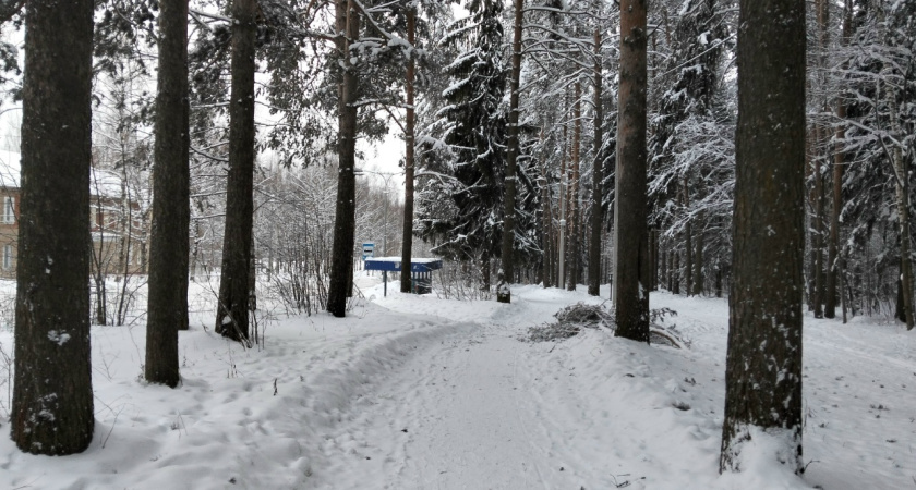 Снег и мороз: погода в Костроме на понедельник, 12 января