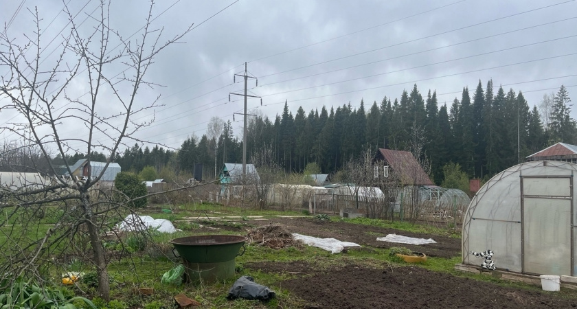 3 крупы из магазина заменяют тонну навоза. Раскидываю зимой по снегу, весной удобрения не покупаю