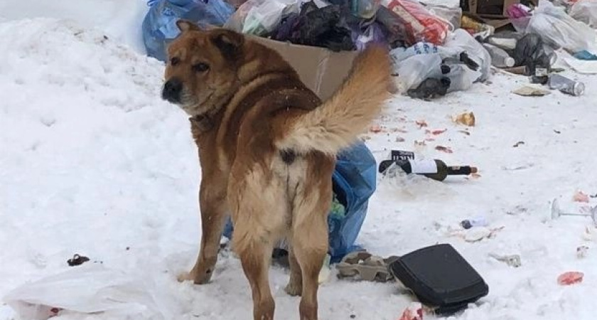 "Разорвали куртку и искусали троих!": в Сети обсуждается нападение агрессивных собак на улице Козуева