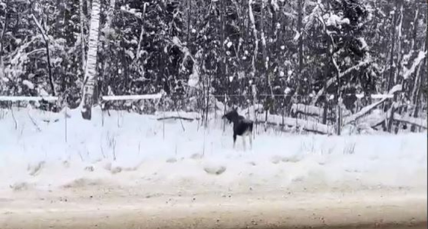Озорной прыгающий костромской лось стал героем соцсетей