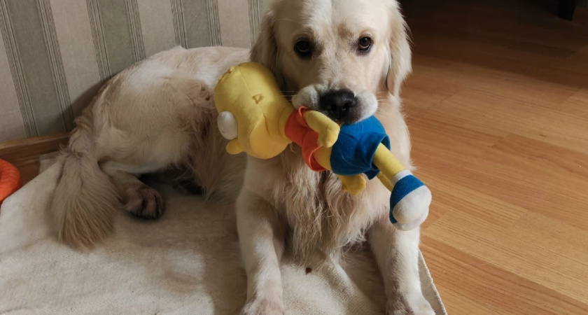 Искусавших троих женщин стаю бродячих костромских собак проверят прокуроры