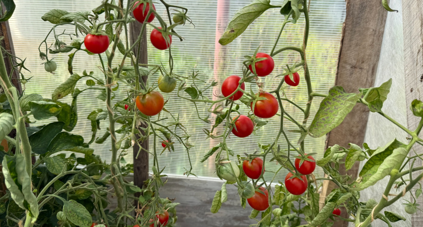 Провал и триумф моего огорода: один томат — разочарование прошлого сезона, второй — любовь, обзор сортов