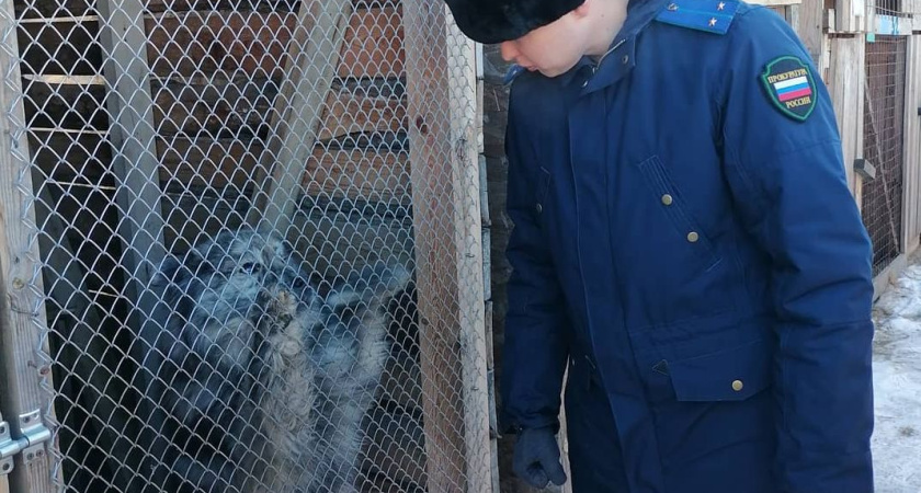 В Костроме стаффтерьер погрыз женщину