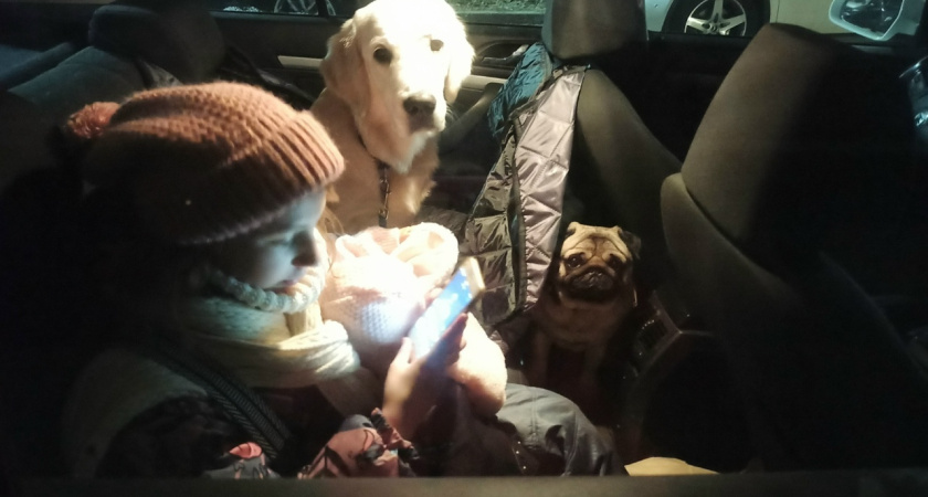 В Костроме появилось такси для животных с фотоотчетом для хозяина