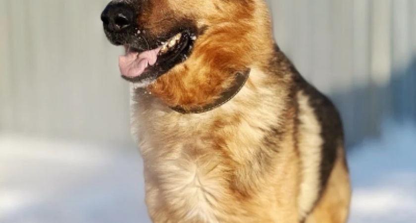 В Костроме после выхода на пенсию пристраивают собак строгого режима из колонии