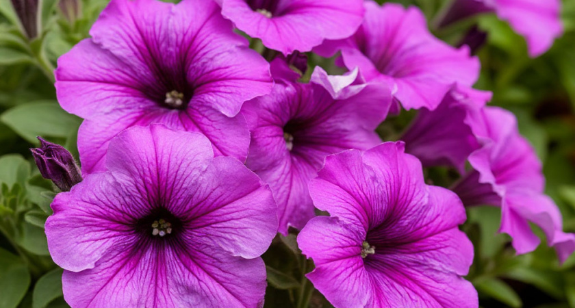 Применяю метод «Три листа» — петуния цветет пышным шаром: жалею, что не знал об этом раньше