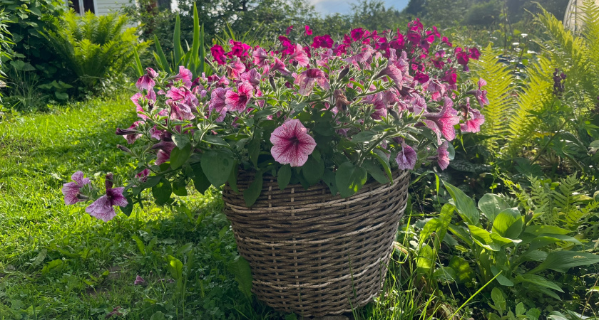 Всего 2 ложки этого удобрения - и петунии будет не узнать, зацветут пышными шапками