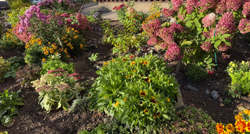 Посадите эти 7 многолетников, и забудьте про сорняки навсегда: работает без химии и тяпки