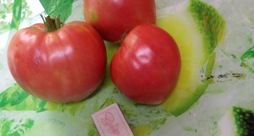 Агроном посоветовал необыкновенно урожайные сорта томатов: они никогда не подводят - у меня всегда море помидоров