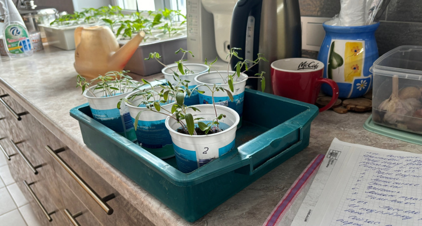 Не повторяйте моих ошибок: 3 дела после всходов, которые кажутся правильными, но губят томаты