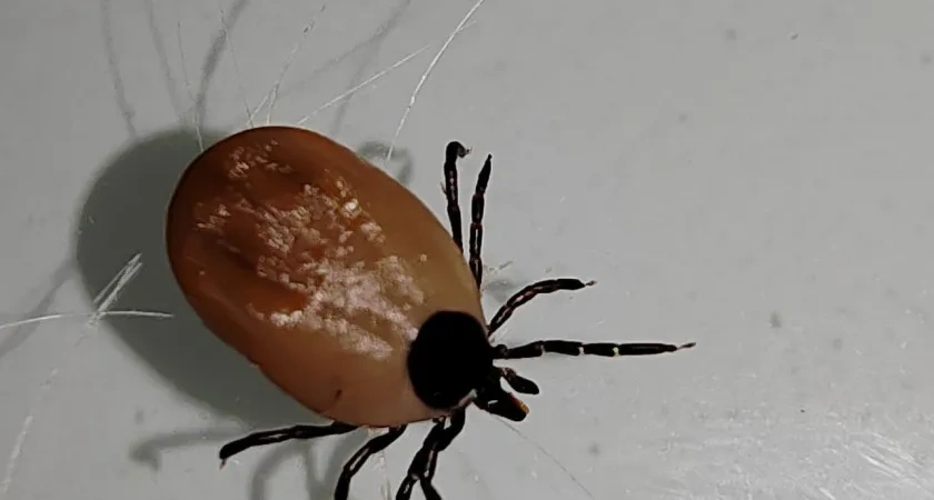 В Костроме клещи проснутся уже в марте