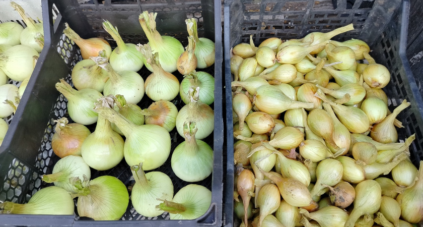 Соседский лук вырос крупнее моего — подсмотрел их простую хитрость: а раньше сомневался, что такое работает