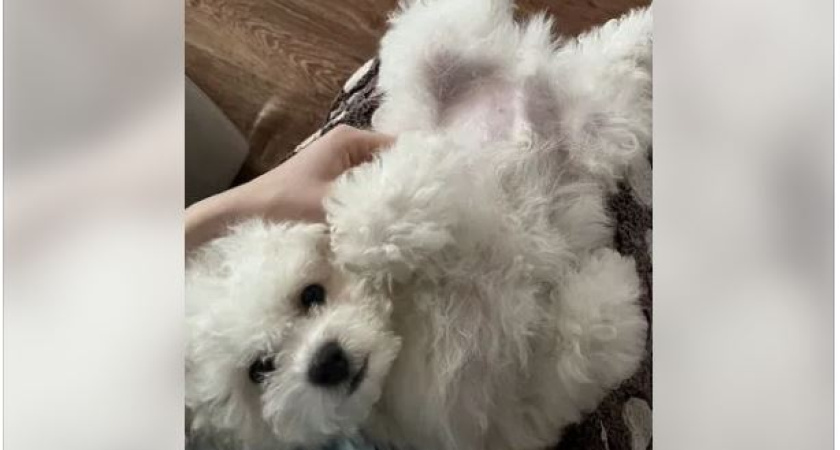 В Костроме продают щенка редкой породы