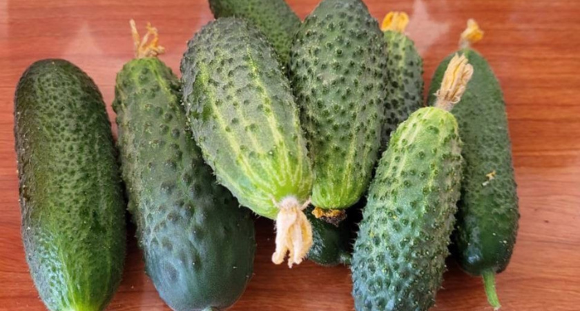 Пока соседи ждут, вы уже собираете: получаю первые огурцы на 2 недели раньше без теплицы