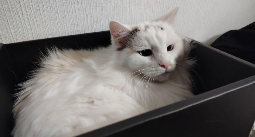 В парках Костромы соберут корм для бездомных животных