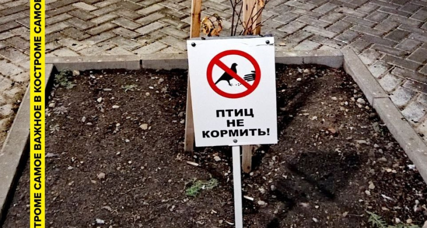 В Костроме на антиголубином месте установили штраф 5 тысяч рублей