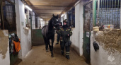 В Костромском районе из-за подтопления сотрудники МЧС эвакуировали лошадей из конюшни