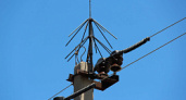 В Костромской области на опорах ЛЭП установят защиту от птиц
