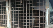 Медвежата-сироты вернулись в Костромскую область из реабилитационного центра