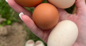 Хитрые продавцы только так выбирают яйца домой: запомните эти советы