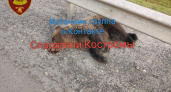 На Костромской трассе житель Тувы насмерть сбил медвежонка