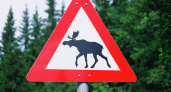 На костромских трассах водителей о лосях предупредят электронные оповещали