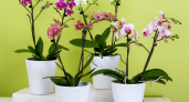 Орхидеи покроются бутонами и цветут без остановки — в Сеть слили подкормку от цветоводов