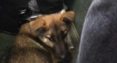 В костромских автобусах ездит маленький щенок с ошейником в поиске хозяина