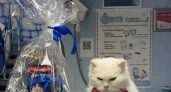Любимого кота костромской Снегурочки отправили на пенсию