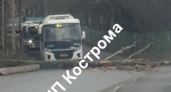 В Костроме упавшее дерево преградило дорогу автобусу