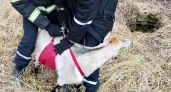 Нестандартный вызов: в Костромской области спасатели достали из колодца козу