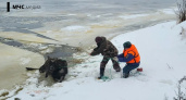 «Она молила о помощи»: костромские спасатели достали из ледяной западни обессиленную лосиху