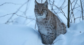 Рысь держит в страхе костромское село: почему лесной зверь вышел к людям