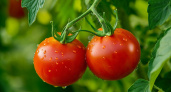 Идеален для теплицы и для открытого грунта: вот идеальный сорт томата для самых настоящих гурманов — помидоры буду в июне