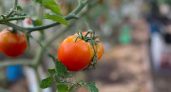 На кусте живого места не останется от помидоров — этот низкорослый томат устроит на грядках высший пилотаж урожайности